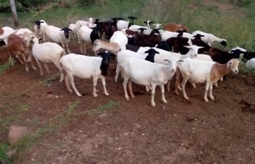 485719263 1225711535811161 5353722442828892364 n