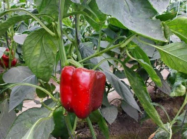 99dc8bb0 b2dc 4de3 aa3d e39d6283cc19