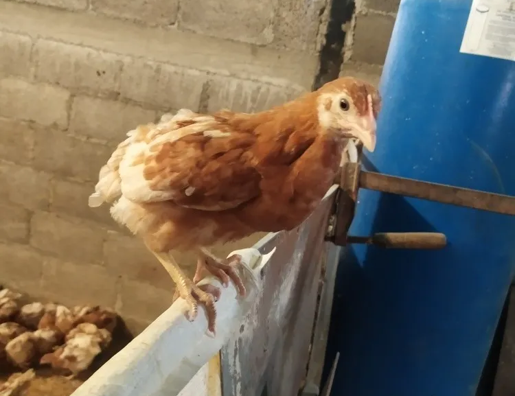 d nq np 2x 830253 mlv46776737817 072021 f