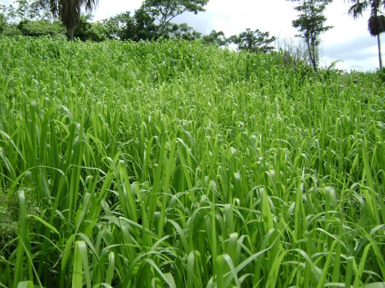 pasto guinea mombasa 1 768x576