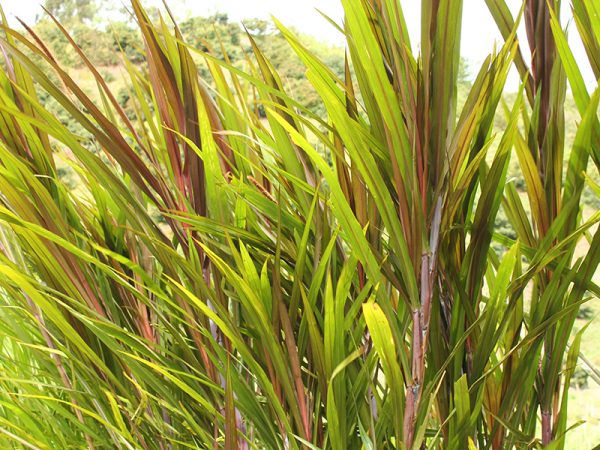 pasto elefante 600x450