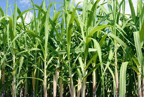 sugarcane a fruit or a vegetable 1