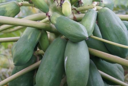 frutos lechosas hermafroditas