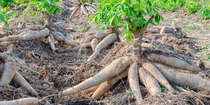 growing cassava main.jpg