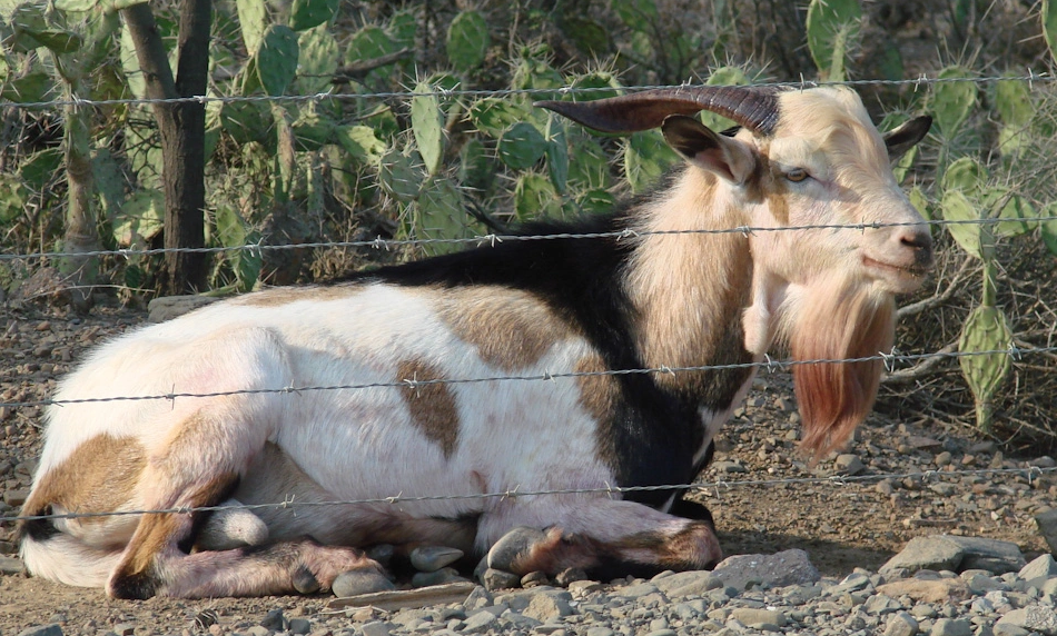 ruta riotocuyo siquisique 230